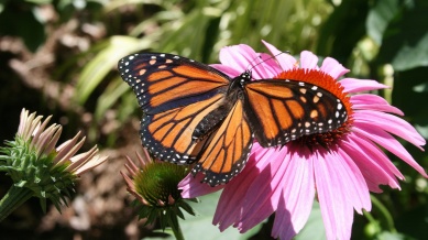 A-Monarch-Butterfly-1920x1080